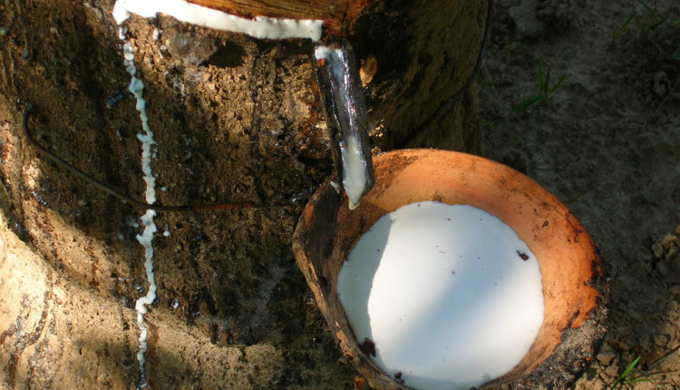 rubber milk extraction from rubber tree