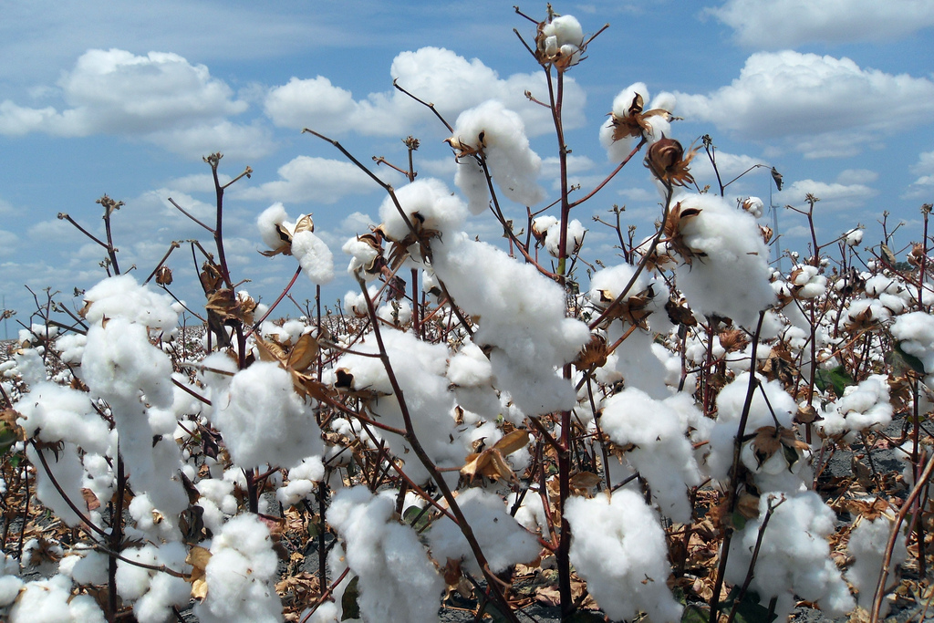 cotton fiber