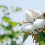 Cotton Fibers – the king of fibers