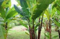 abaca-plant