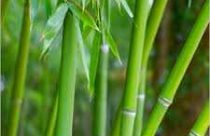 bamboo-plant