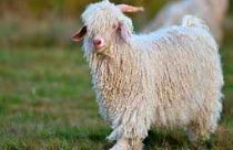 mohair-sheep