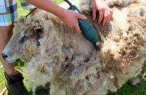 wool shearing