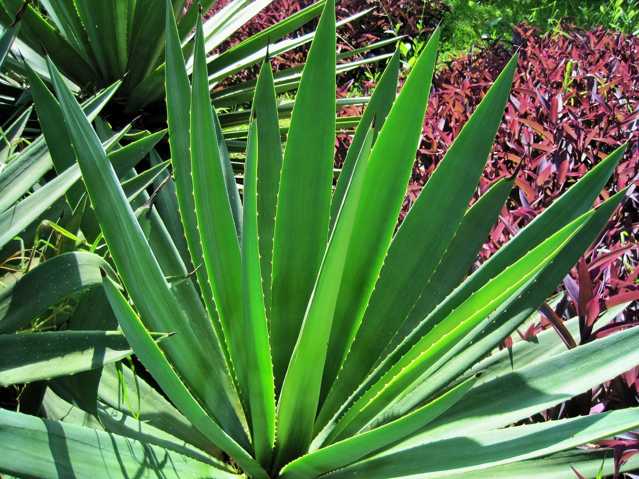 sisal plant