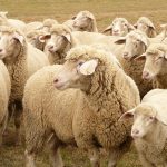 Wool fiber – Basics, Characteristics, & Properties