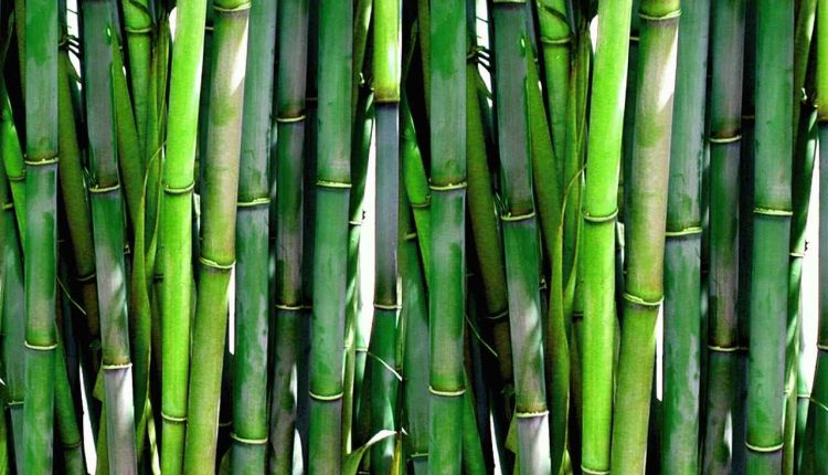 bamboo-plants