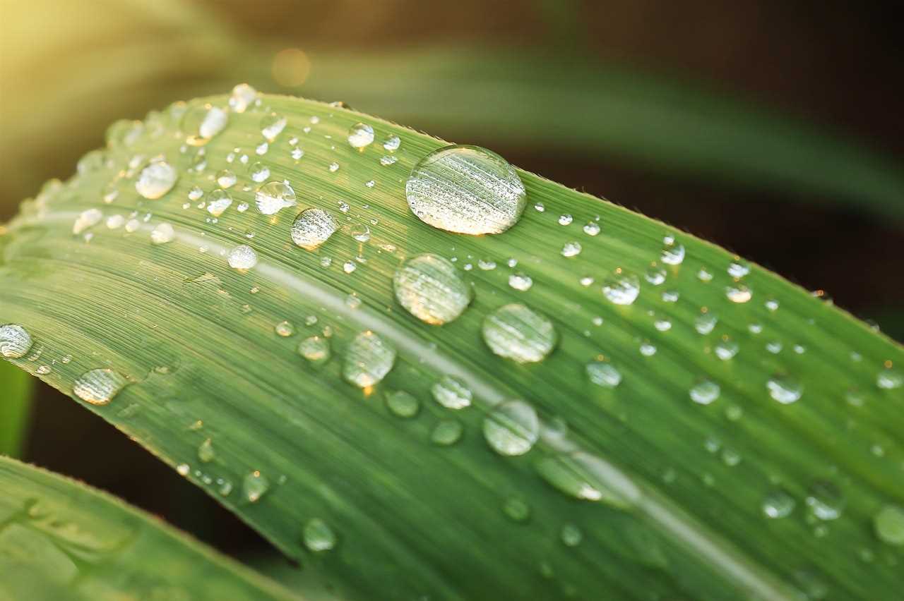 water-repellent-leaf